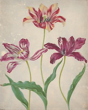 Maria Sibylla Merian, Drei Tulpen, 1670/81, MdbK