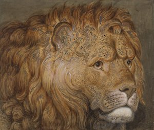 Wilhelm Tischbein, Kopf eines Löwen, o.J., Maximilian Speck von Sternburg Stiftung im MdbK