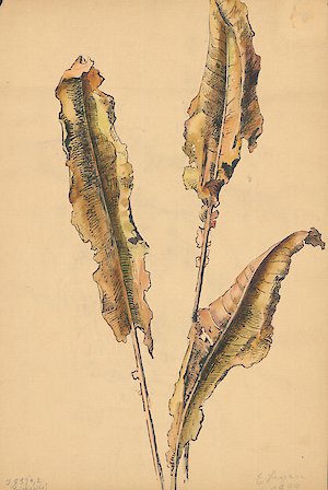 Ella Hagen, Wilting Leaves, 1899, MdbK