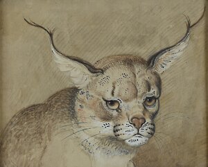 Johann Heinrich Wilhelm Tischbein, Luchs, 1790 / 1800, Maximilian Speck von Sternburg Stiftung